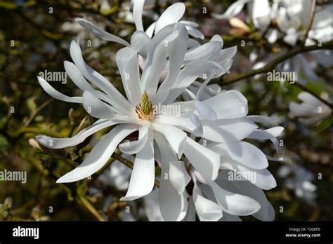 magnolia sp flower flowers white blooms stock photo alamy