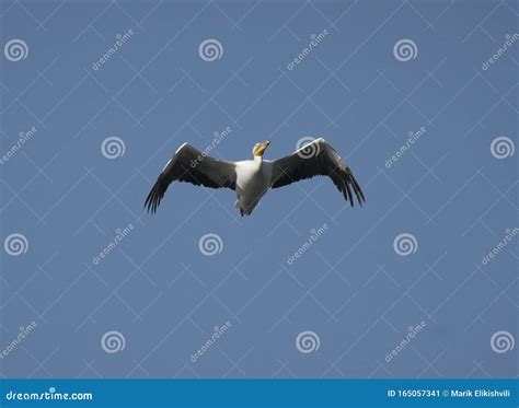 Big Bird Flying In Sky Stock Image Image Of Beautiful 165057341