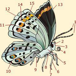 Butterfly Anatomy | Diagram & Info On Butterflies Anatomy