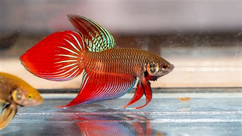 Classic Veil Tail Splenden Hybrid Betta Splendens Rare Bettas