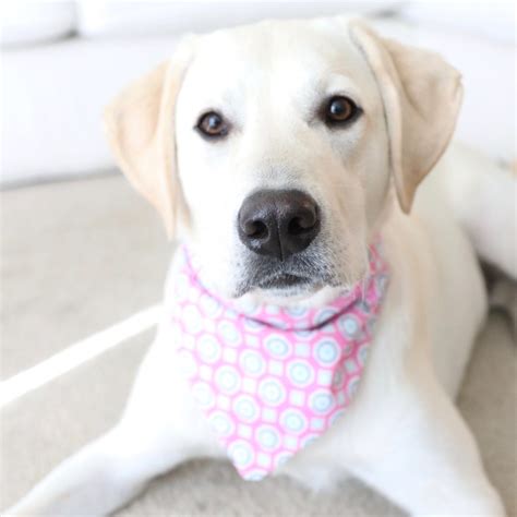 Make Your Own – DIY Dog Bandana – Dont Stop Retrieving