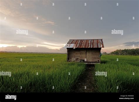 China Rice Field House Hi Res Stock Photography And Images Alamy