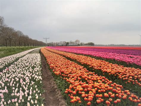 Solve Sam Tulip Fields Flevoland Netherlands Jigsaw Puzzle Online