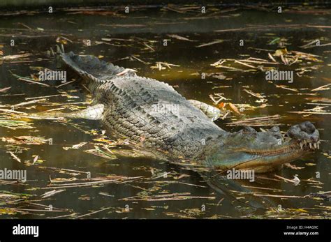 Gharial Crocodile Hi Res Stock Photography And Images Alamy