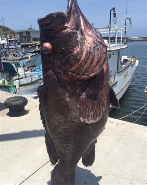 男子釣到一條161斤黑色大魚，跟他一樣大小 每日頭條