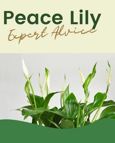 Expert Advice: Peace Lily Care