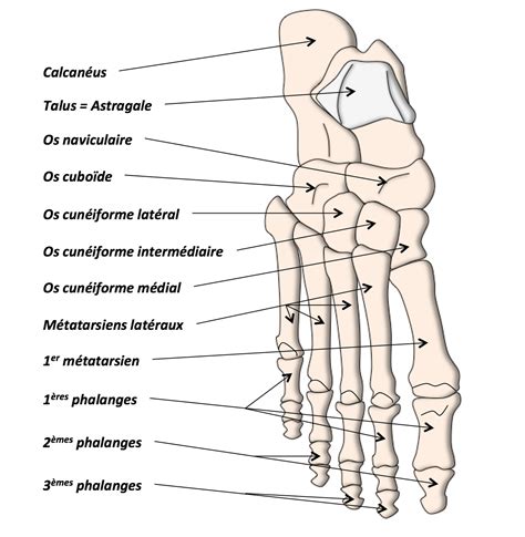 Anatomie Pied 1703 The Best Porn Website