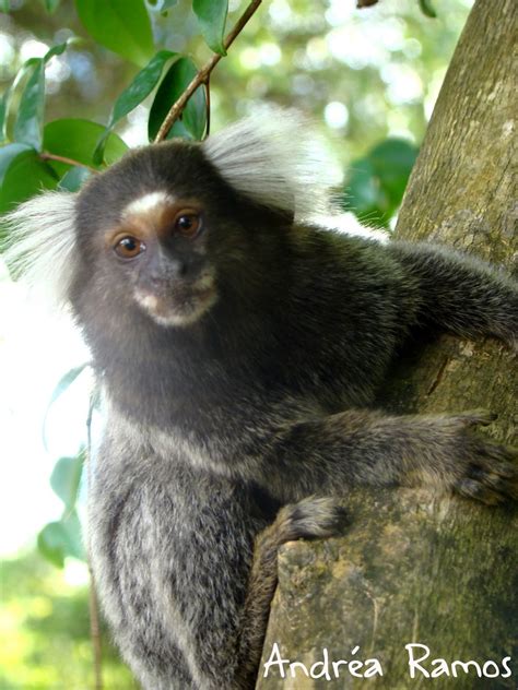 Fotos De Macacos Pequenos - 10