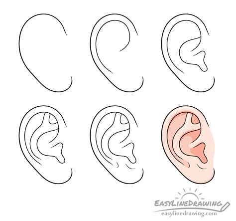 How To Draw An Ear Step By Step Easy Easylinedrawing