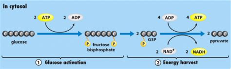 Honors Biology Chapter 8 Cellular Respiration Flashcards Quizlet