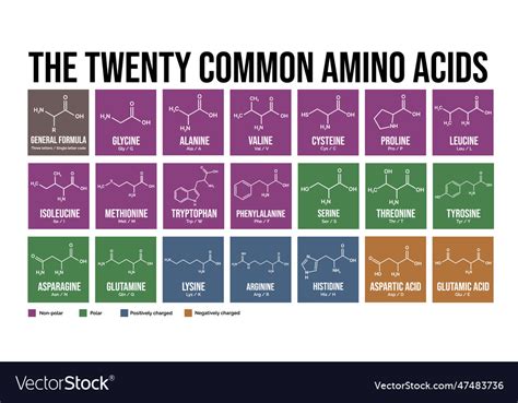 Twenty Common Amino Acids Royalty Free Vector Image