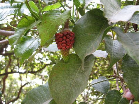 Possum Wood Euphorbiaceae Hura Crepitans The Male Fl Flickr