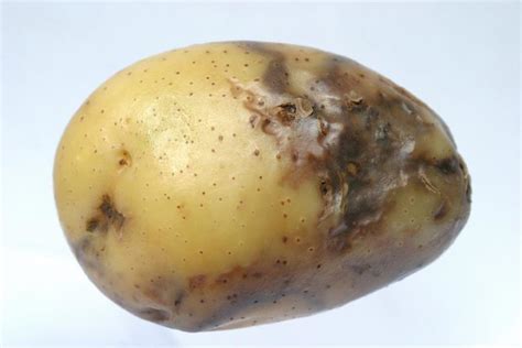 Late Blight Of Potato Phytophthora Infestans Symptoms And Control