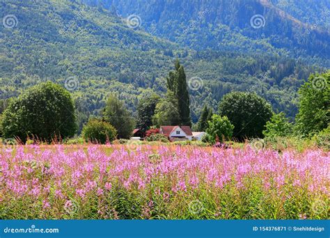 Farm Landscape In Skagit Valley Washington Stock Image Image Of