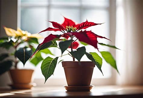 Entretien Du Poinsettia Conseils Pour Une Culture Et Taille Réussies