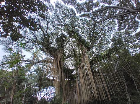 favorite photographs  trees cool shots  trees