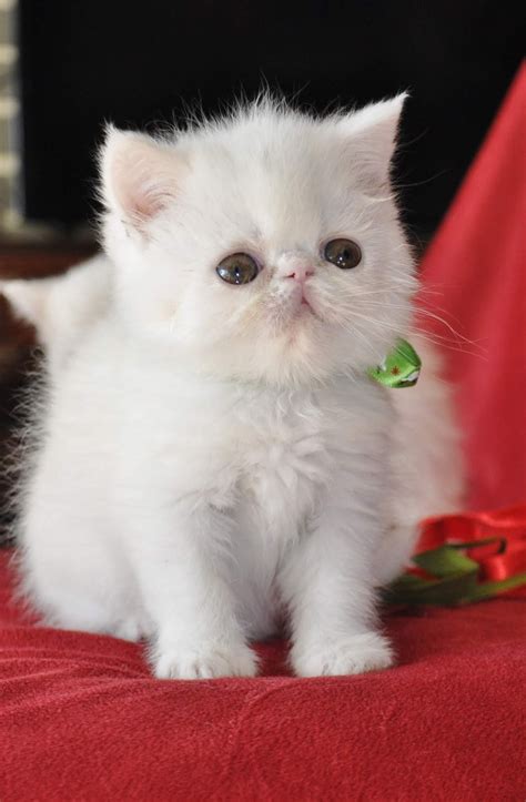 Exotic Shorthairs and Persians in Idaho Kittens on their way!: White ...