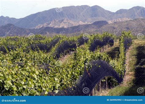 San Juan Argentina Vineyards with Bunches of Grapes Ready for Harvest ...