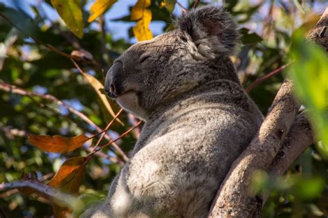 What Do Koalas Eat Facts About The Koala Bear And More What Do