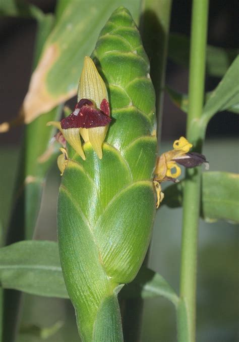 Zingiber Officinale Canton Canton Ginger Common Ginger Cooking