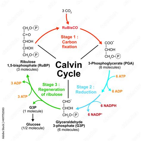 Scientific Designing Of Calvin Cycle Vector Illustration Stock Vector