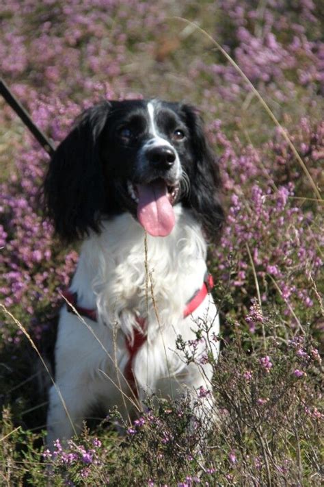 Pin op dogs in 2024 Springer spaniel Spaniel Engelse springer spaniël