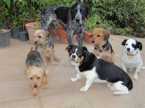 El Terrao Dos Urbanitas En El Campo Los Perros Y Las Perritas Del Terrao