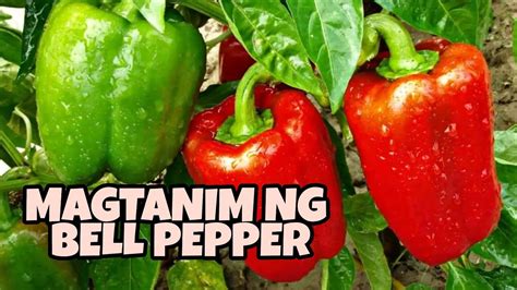 Paano Magtanim Ng Bell Pepper Youtube