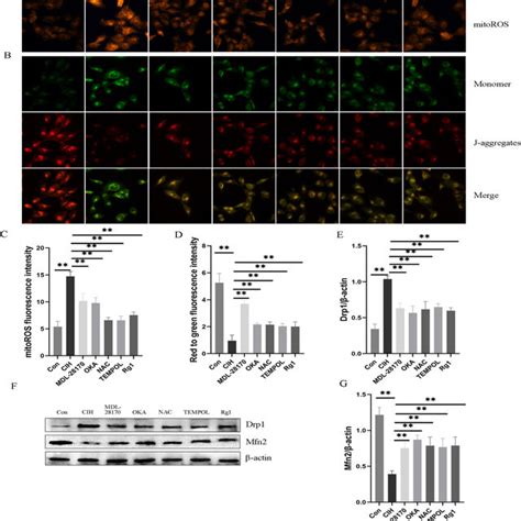 Ginsenoside Rg1 Alleviated Cih Induced Mitochondrial Dysfunction Via