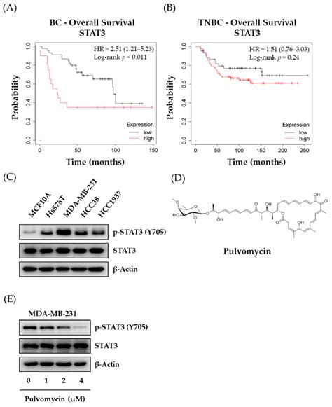 Biomedicines Free Full Text Antitumor Activity Of Pulvomycin Via Targeting Activated Stat3