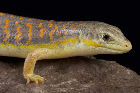 6 Popular Pet Skink Species: Types You Can Keep at Home