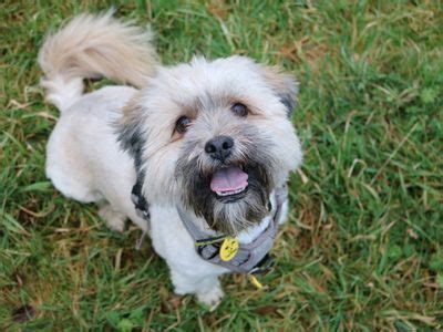 Adopt a Lhasa Apso Rescue Dog | Ozzy | Dogs Trust