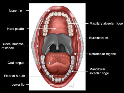 Lips Anatomy Ppt | Lipstutorial.org