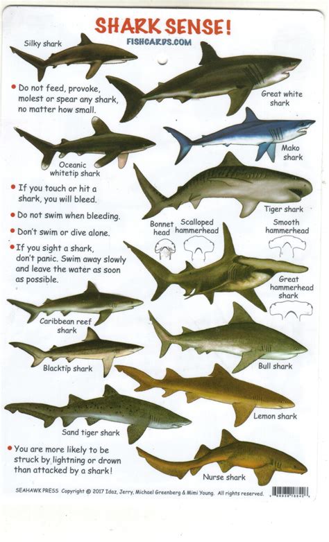 Fish Identification Guides Reef Fish Identificationguidesslates And