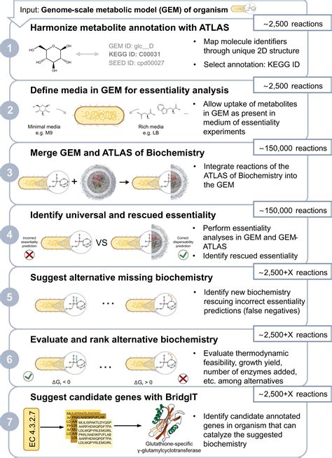 A Workflow For Annotating The Knowledge Gaps In Metabolic