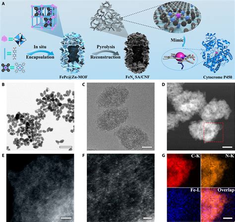 Single Atom Nanozymes