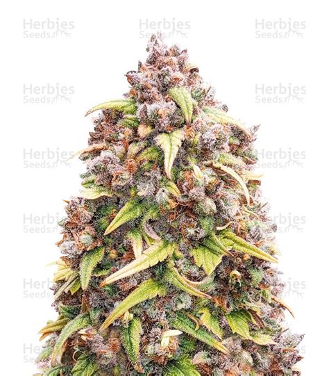 Buy Blueberry Autoflower Feminized Seeds By Herbies Seeds Usa Herbies