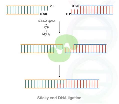 What Is Dna Ligase And How T4 Dna Ligase Works