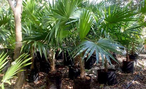 Las plantas más adecuadas para adornar tu casa