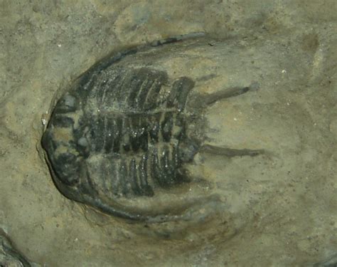 Trilobite A Fossil Trilobite From Wren S Nest Dudley Eng Flickr