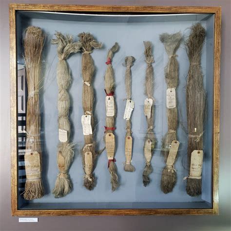 8 Step Process Of Turning Flax Plant Into Natural Linen Fiber ...