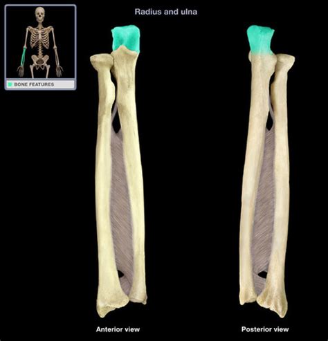 Elbow Forearm Wrist And Hand Bony Landmarks Flashcards Quizlet