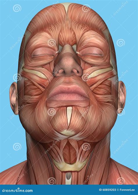 Anatomie Des Muscles De Visage Et De Cou Illustration Stock