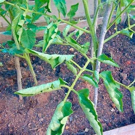 Why Are The Leaves On My Tomato Plant Curling By Jim Hole — Hole S Greenhouses