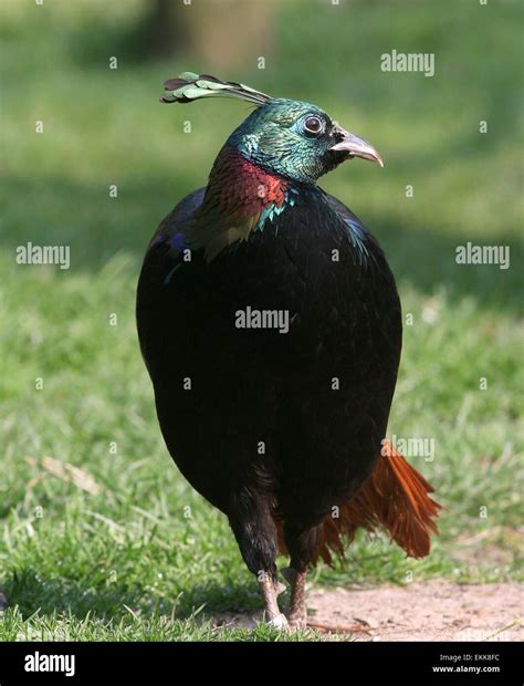 Male Himalayan monal pheasant (Lophophorus impejanus Stock Photo, Royalty Free Image: 80943728 ...