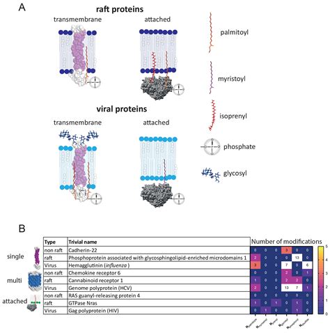 Structural Modifications Controlling Membrane Raft Partitioning And