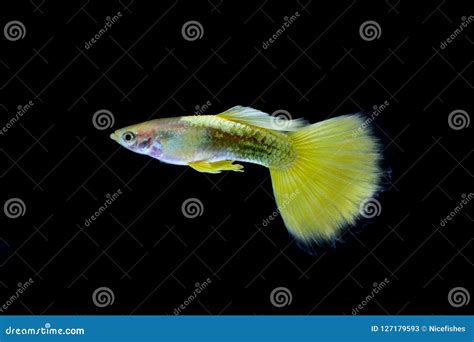 Guppy fish in the aquarium stock image. Image of macro - 127179593