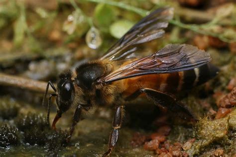 Unveiling The Giant Meet The Worlds Largest Honey Bee