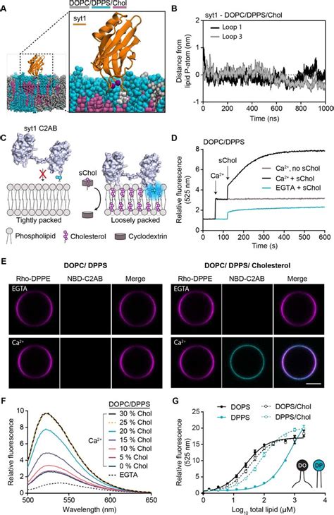 Synaptotagmin Outperforms Synaptotagmin To Open And Stabilize