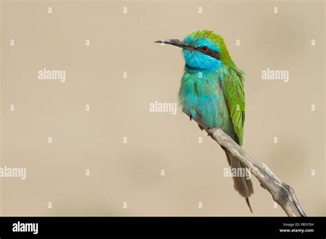 Arabian Little Green Bee Eater Smaragdspint Merops Cyanophrys Ssp